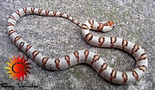 '04 Vermilya white leonis male thayeri