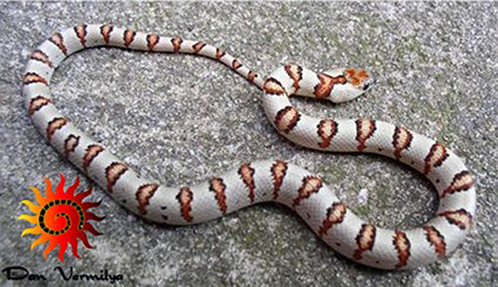 '04 Vermilya white leonis male thayeri