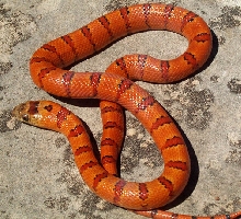 '03 VR orange leonis female thayeri