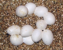 '05 Blairs phase alterna eggs 1