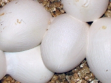 '05 Blairs phase alterna eggs 2