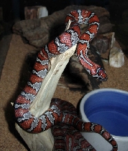 '03 female mex mex