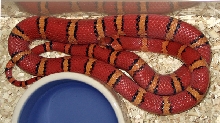 '04 Bodner orange milksnake male thayeri 2