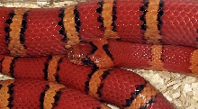 '04 Bodner orange milksnake male thayeri 3