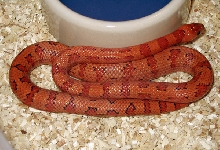 '04 VR broken pattern male thayeri