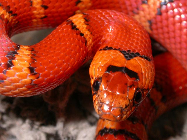 '04 Bodner orange milksnake male thayeri  sib 1