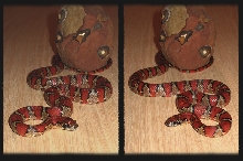'04 Sargent brown male mexmex collage