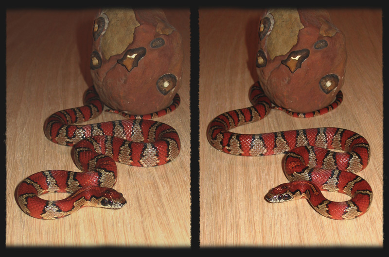 '04 Sargent brown male mexmex collage
