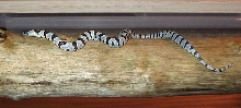 '05 melanistic X white leonis female thayeri