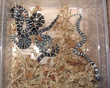 '05 melanistic X white leonis thayeri clutch 1