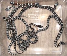 '05 melanistic X white leonis thayeri clutch 2