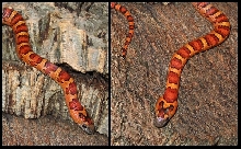 '06 DS split-saddled leonis female thayeri 2