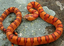 '04 VR orange leonis male thayeri 2