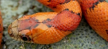 '04 VR orange leonis male thayeri 1