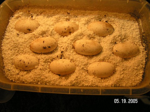 20 Albigularis still incubating