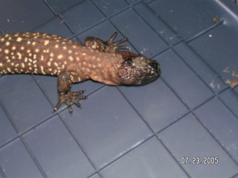 h.h.horridum