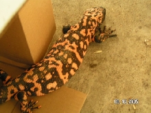 another female gila