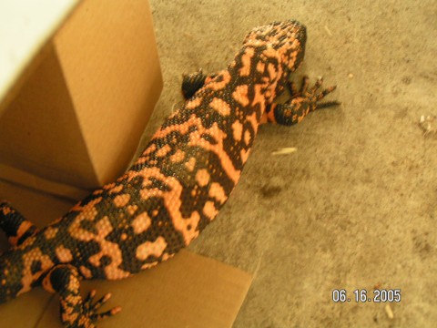 another female gila