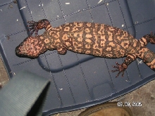 pink female retic