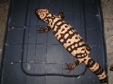 male cinctum