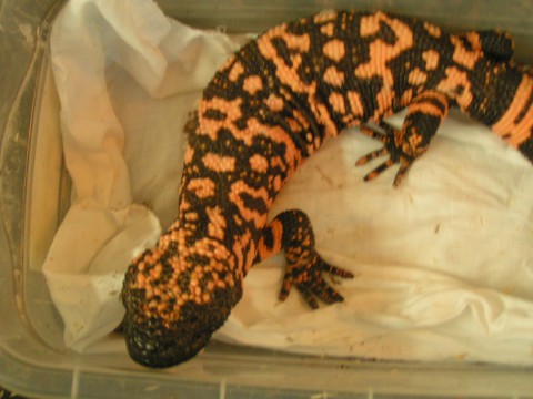 female gila 3yrs