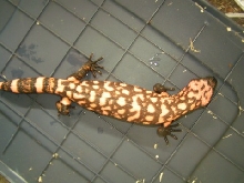 female Gila