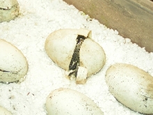 Hatching Whitethroats
