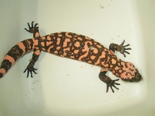 sm female gila