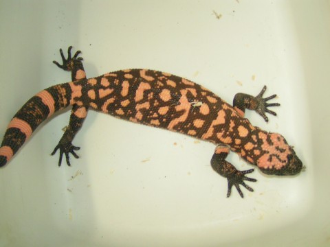 sm female gila