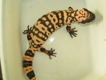 male Cinctum