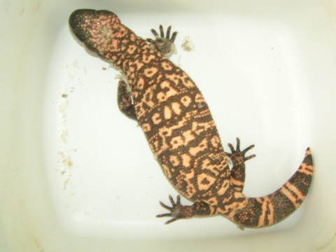 lg female Gila