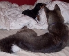 sugar and kol