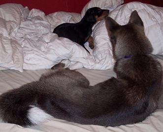 sugar and kol