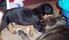 Kol at 6  weeks