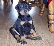 Kol at 5 weeks of age