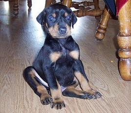Kol at 5 weeks of age
