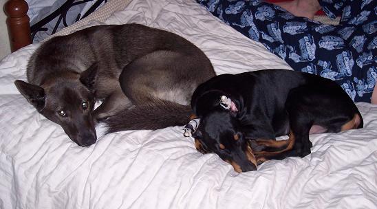 kol and sugar
