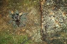 first tarantula