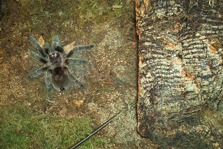 first tarantula