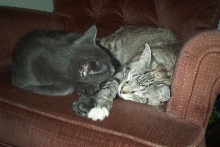 cat and pogo