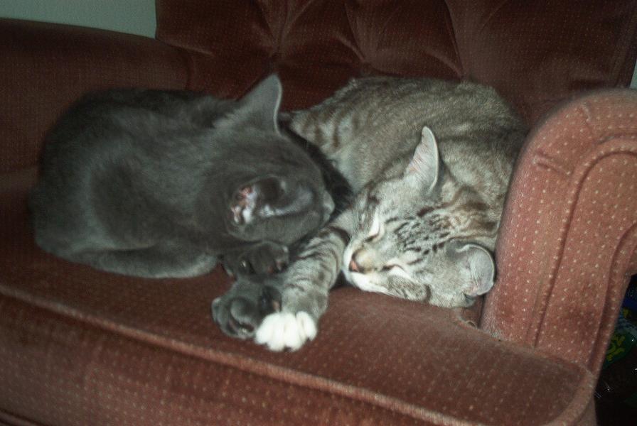 cat and pogo