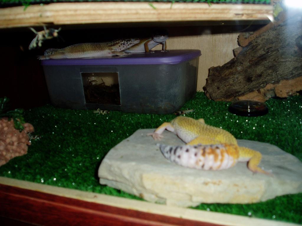 Viv1
