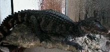 Dwarf  Caiman
