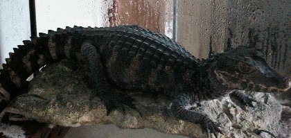 Dwarf  Caiman
