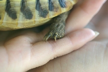Pazur