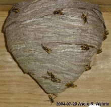 Yellowjacket nest, mid-July