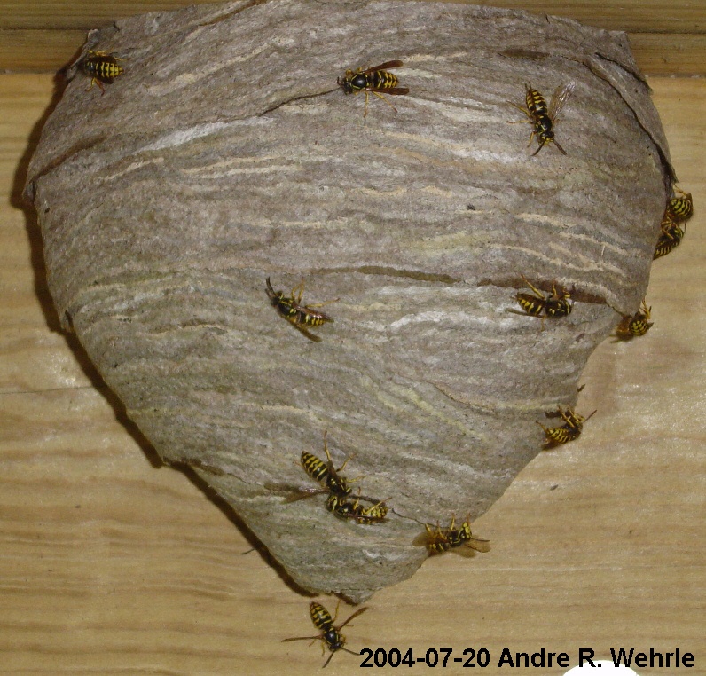 Yellowjacket nest, mid-July