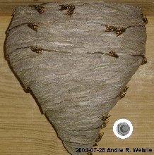 Yellowjacket nest, late July