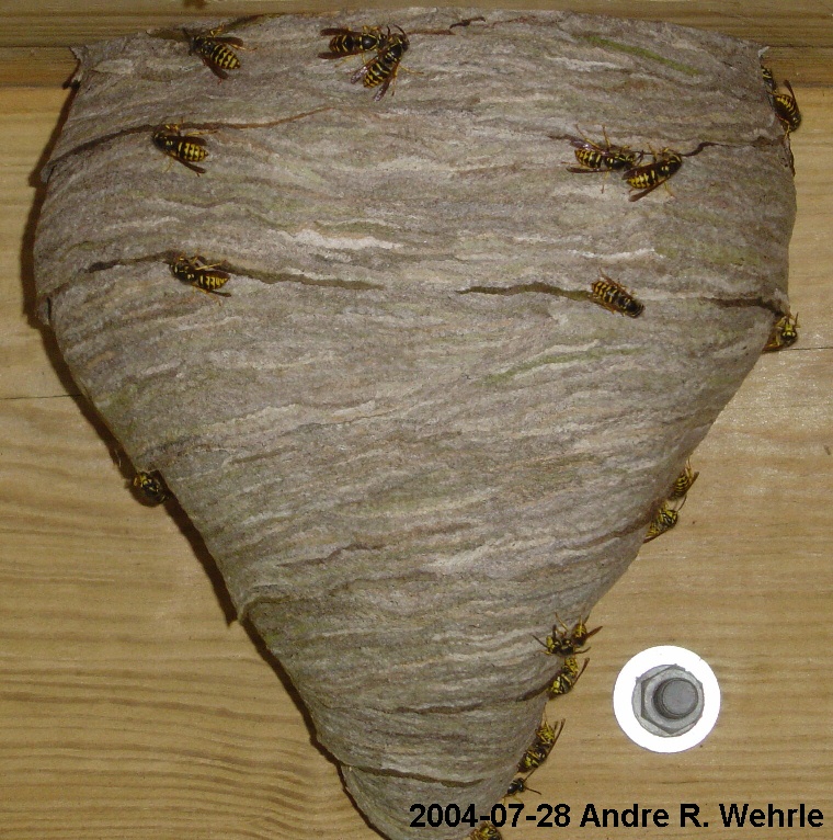 Yellowjacket nest, late July