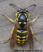 Worker yellowjacket